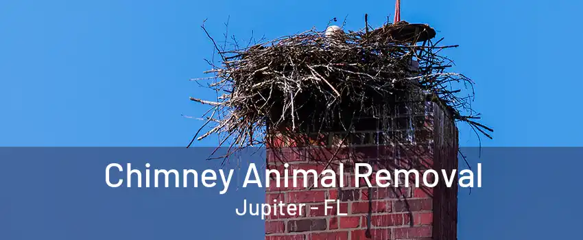 Chimney Animal Removal Jupiter - FL